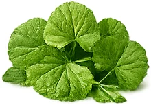 Centella asiatica (Tigergras) — Pflanzenextrakt in {{OFFER_NAME}}